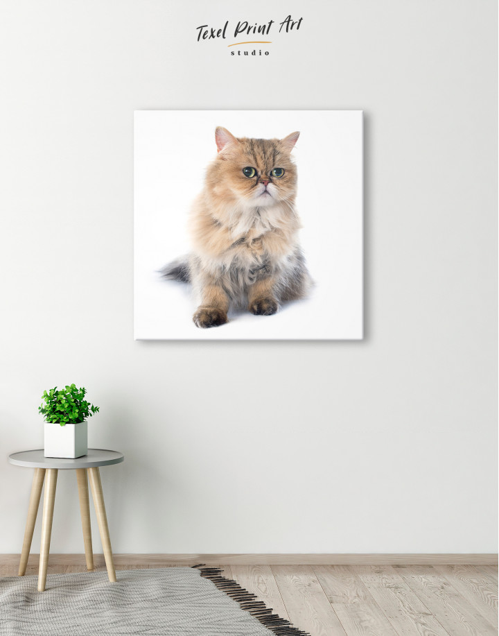 Persian Cat Photo Portrait Canvas Wall Art
