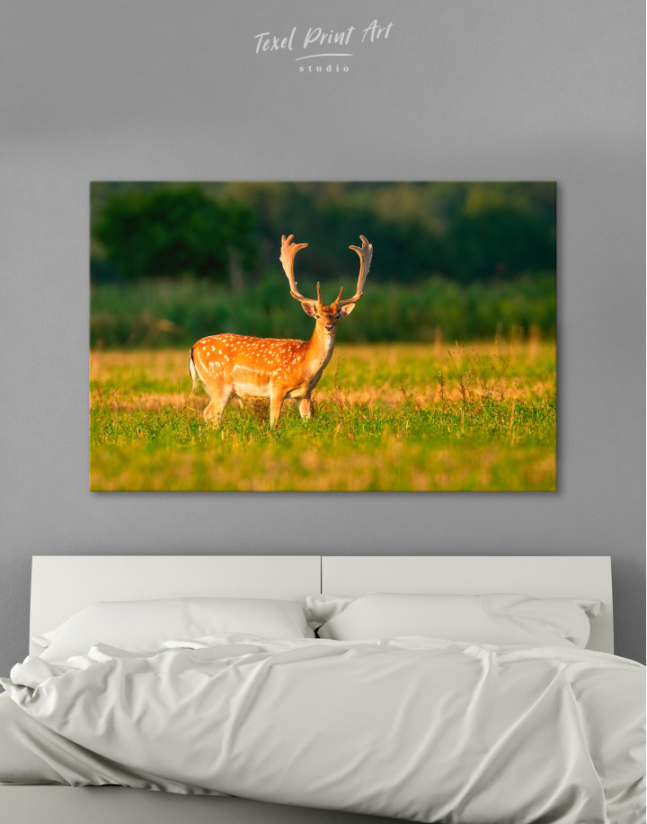 Fallow deer stag on a meadow Canvas Wall Art