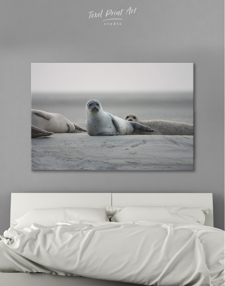 Seals Photo Canvas Wall Art