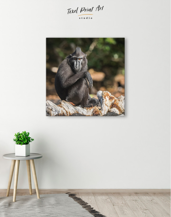 Crested Black Macaque Canvas Wall Art